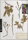 Foto von Salix myrsinifolia Salisb.
